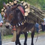 Mulattiere albino della Val Trebbia (foto R. Sciutto)